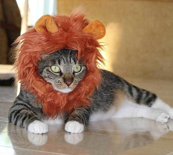 Милые котики с гривой грозного льва