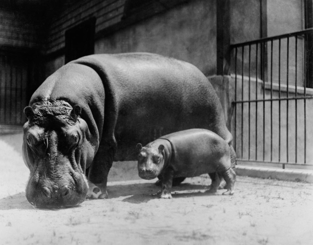 Редкие архивные фотографии из прошлого