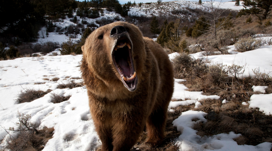 Как вести себя при нападении медведя