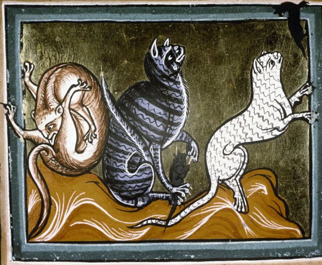 Средневековые монахи рисовали кошек, вылизывающих себя под хвостом