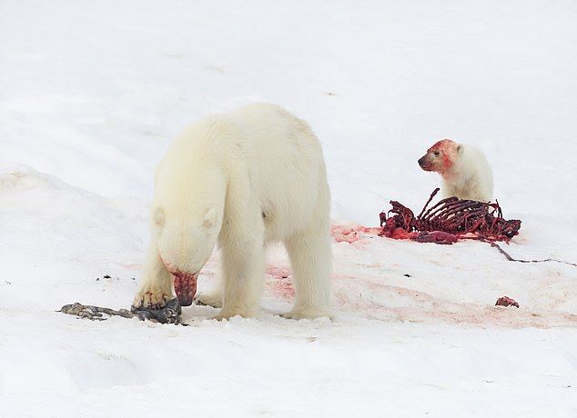 Белая медведица с детенышем после обеда