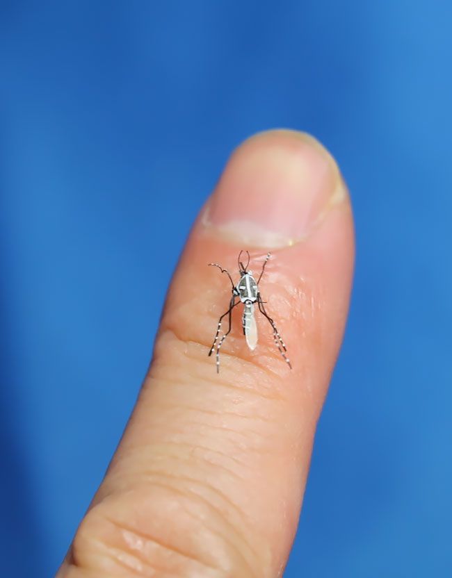 Реалистичные бумажные комары, которых так и хочется прибить