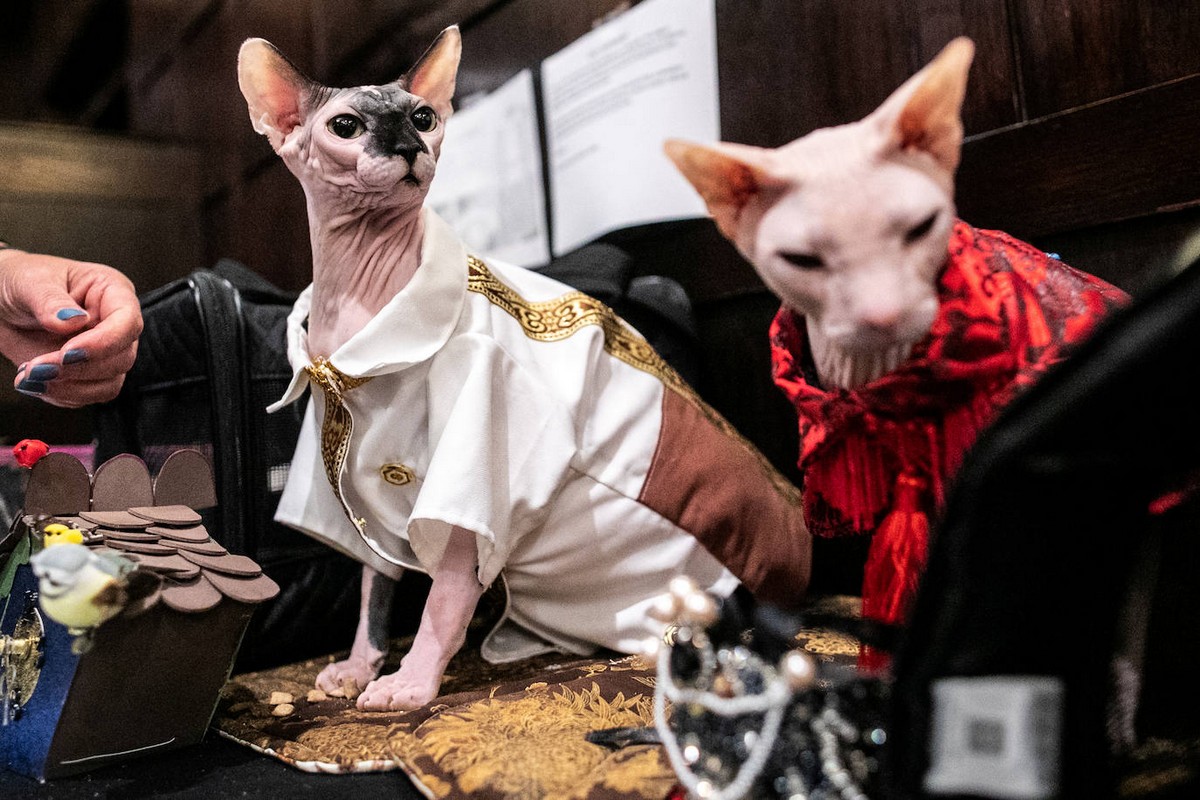 A New York Cat éves divatbemutatója