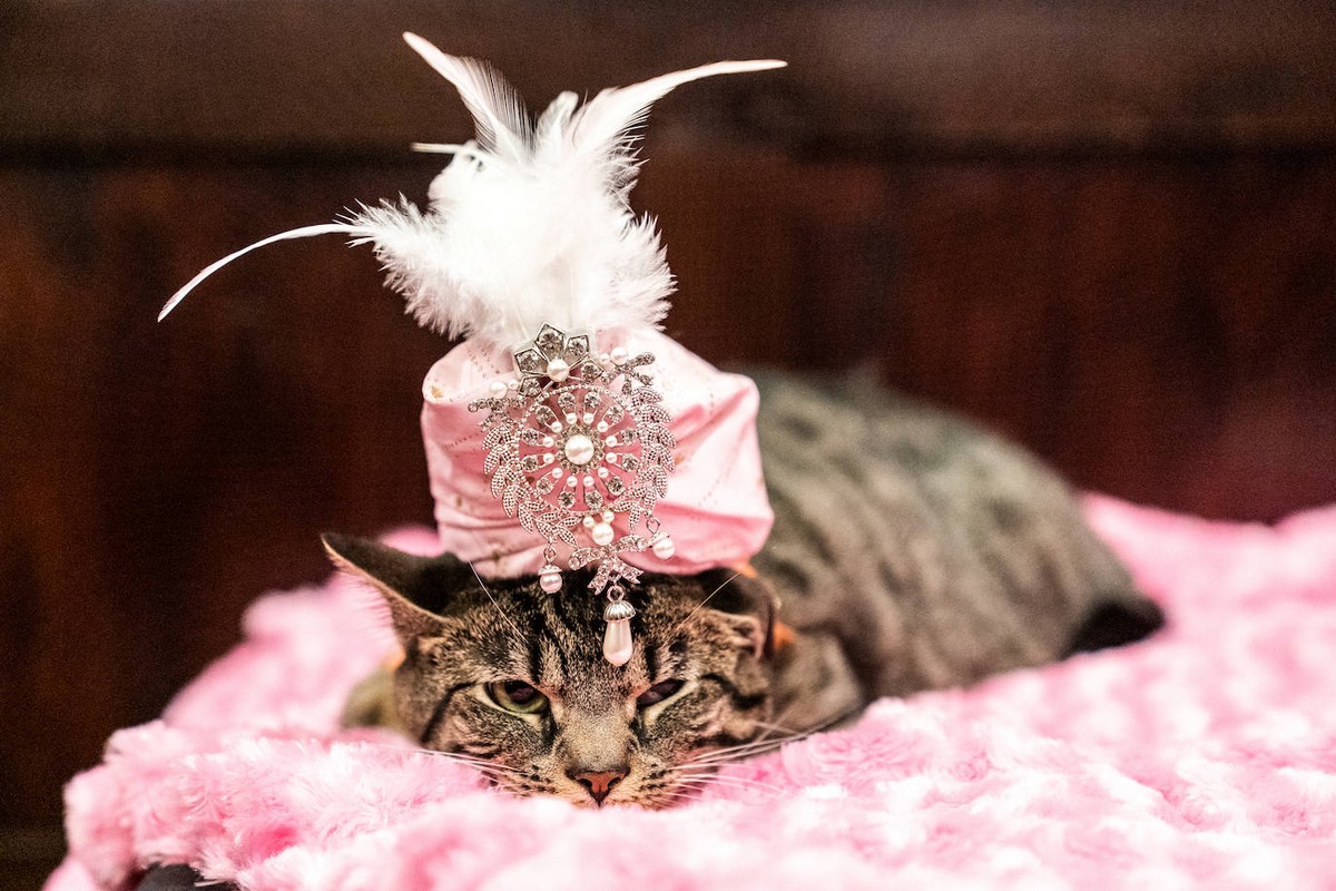 Ежегодный модный показ среди кошек в Нью-Йорке