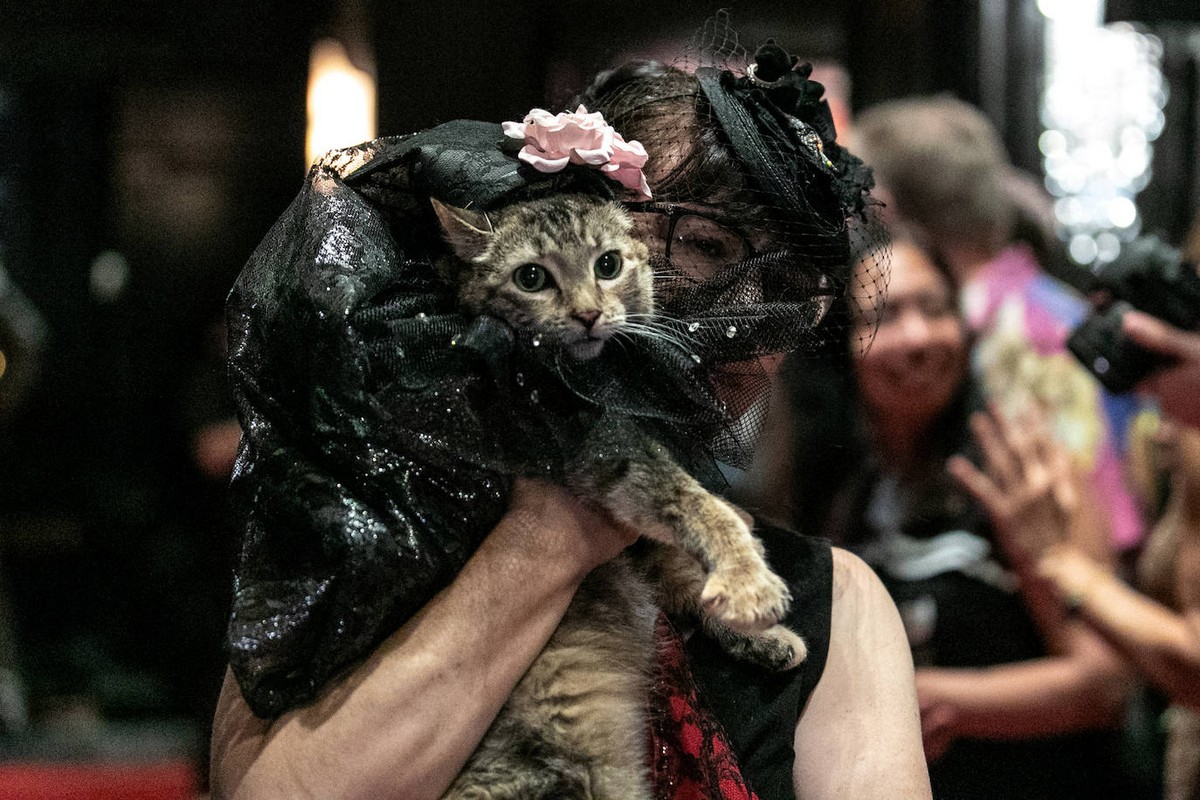 Ежегодный модный показ среди кошек в Нью-Йорке