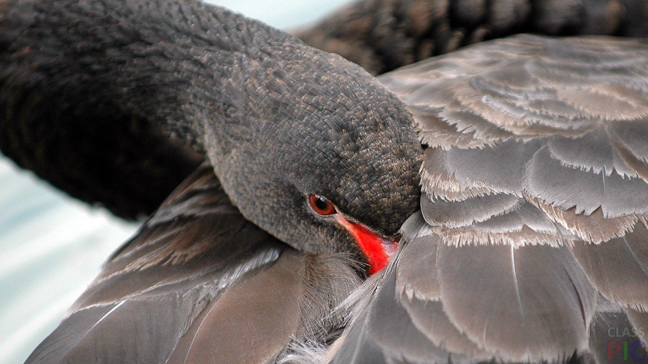 Почему птицы прячут клюв под крыло