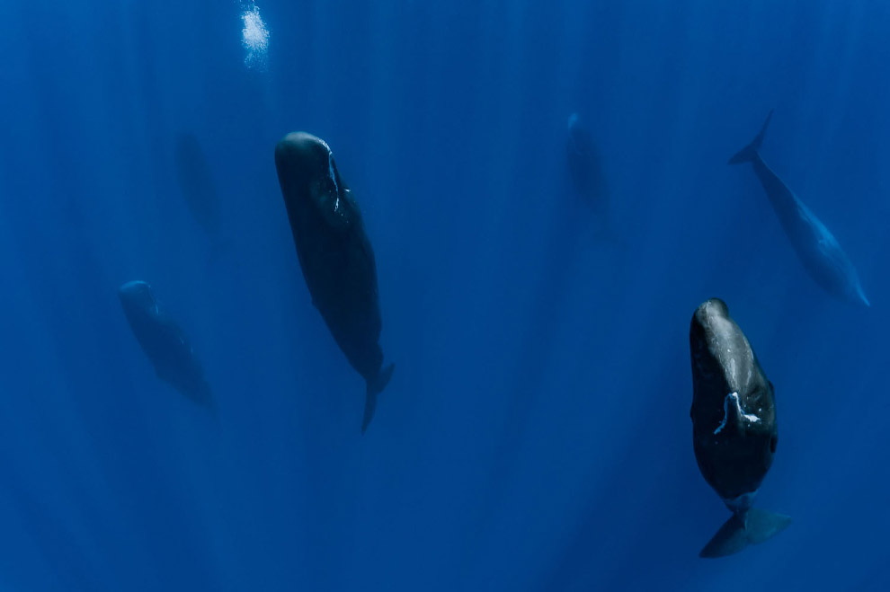 Красота китов в естественной среде обитания