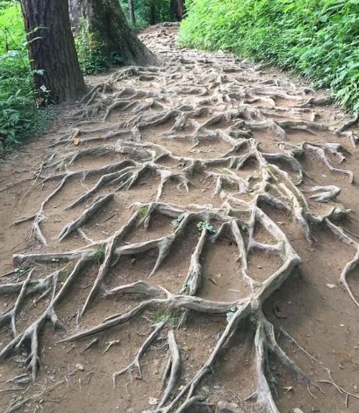 Нереальные корневые системы некоторых деревьев
