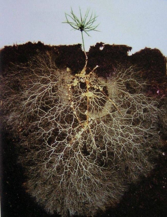 Нереальные корневые системы некоторых деревьев
