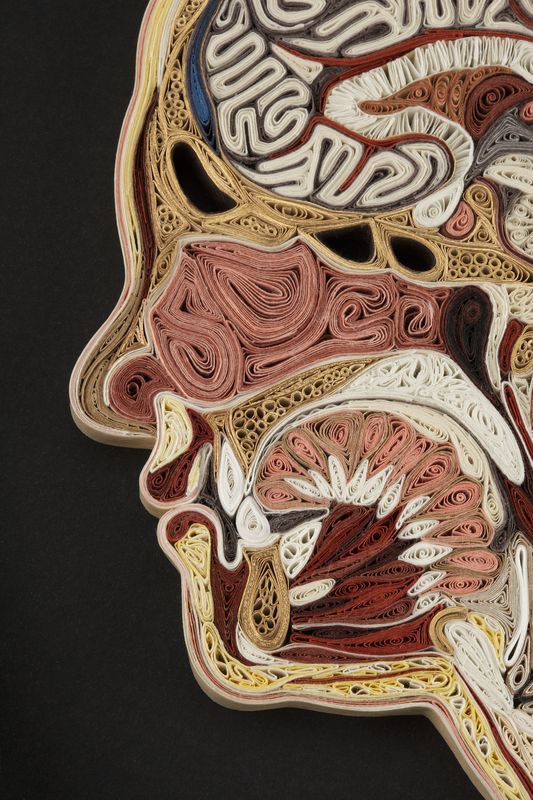 Красочные анатомические разрезы человека и животных из бумаги