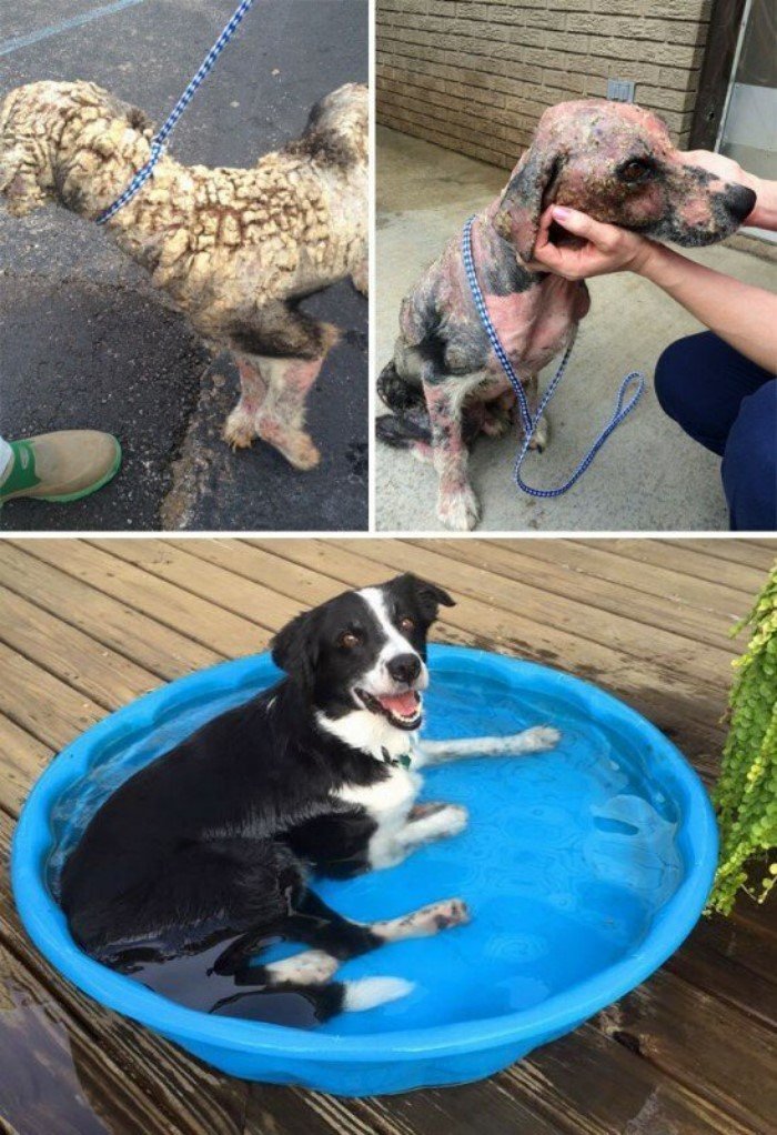 До и после: перевоплощения собак, которые обрели любящих хозяев