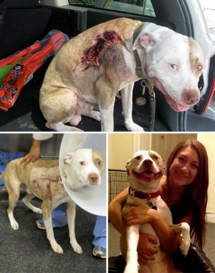 До и после: перевоплощения собак, которые обрели любящих хозяев