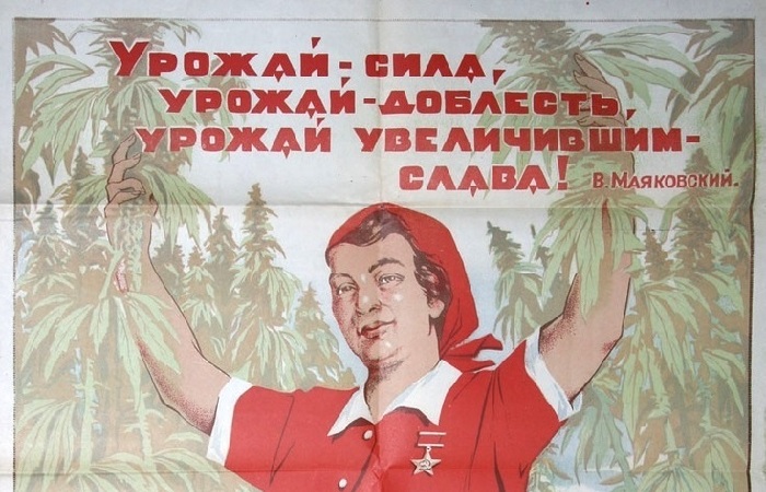 История выращивания конопли в Советском Союзе