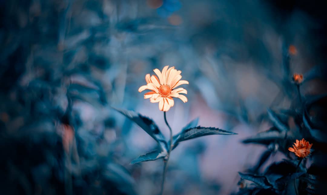 Красивые фотографии цветов от Владимира Князева