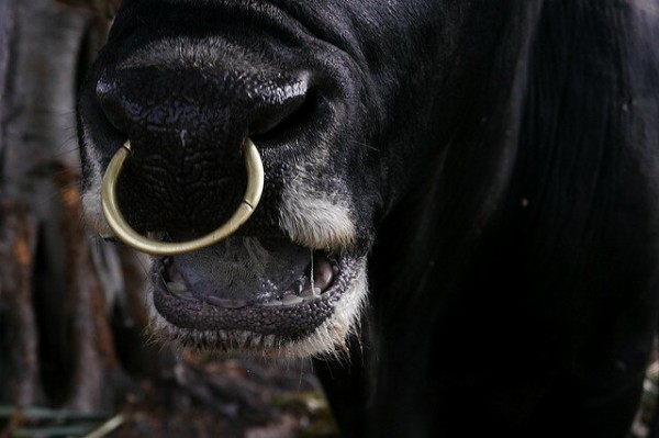 Почему в нос быкам вставляют кольцо?