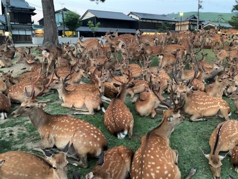 Удивительный японский город оленей Нара