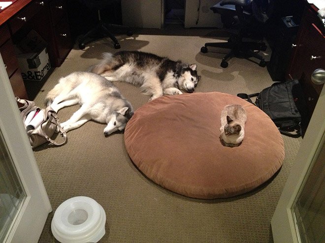 Уютные собачьи лежаки были созданы для кошек