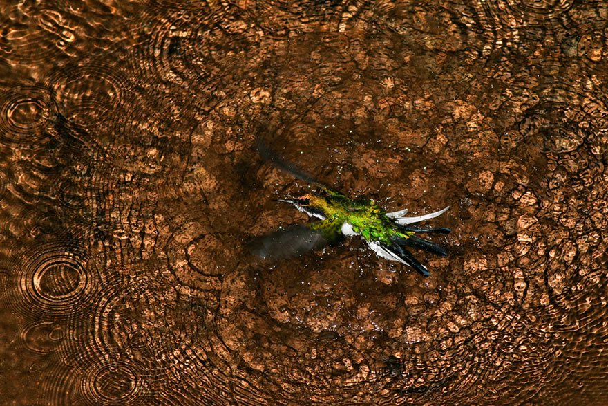 Победители фотоконкурса Bird Photographer of the Year 2019