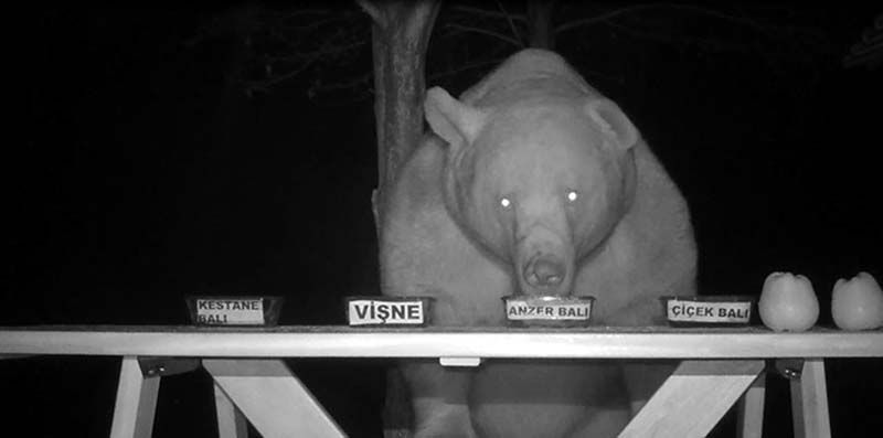 Пасечник дал медведям попробовать 4 вида меда
