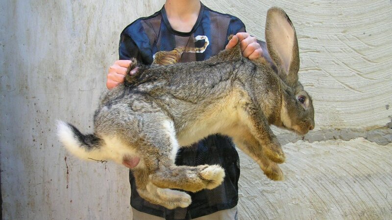 Почему в Австралии такое множество кроликов