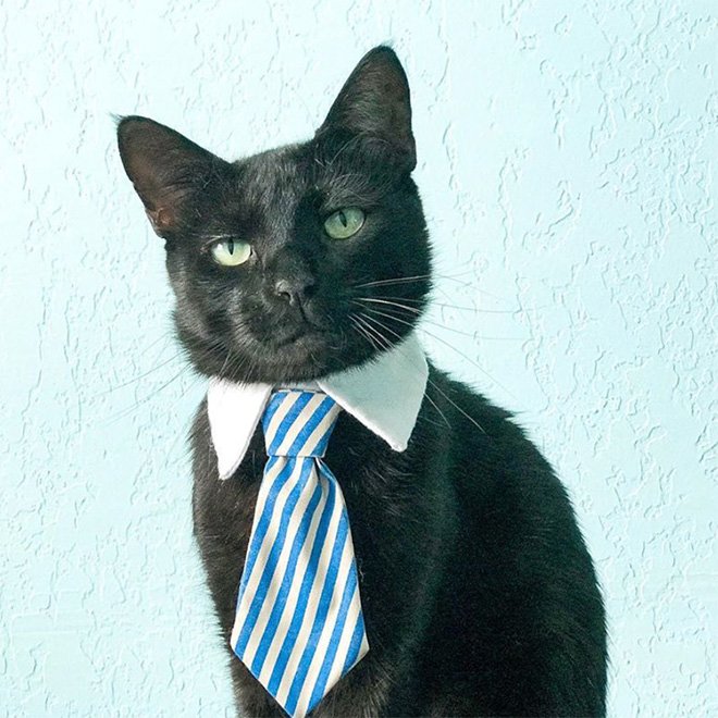 Серый кот с галстуком