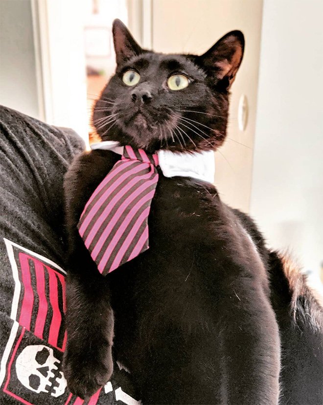 Черный кот с галстуком