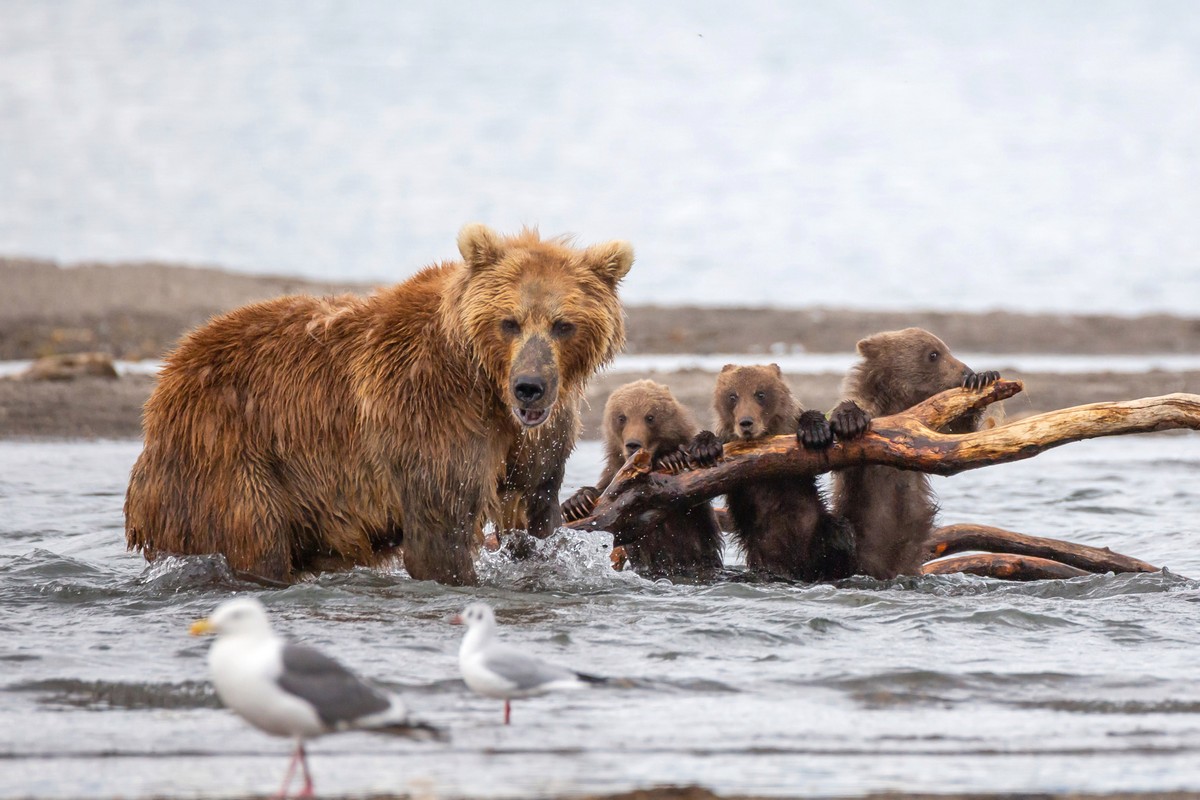 Агрессивный самец решил напасть на медвежат, но на защиту встала их мать