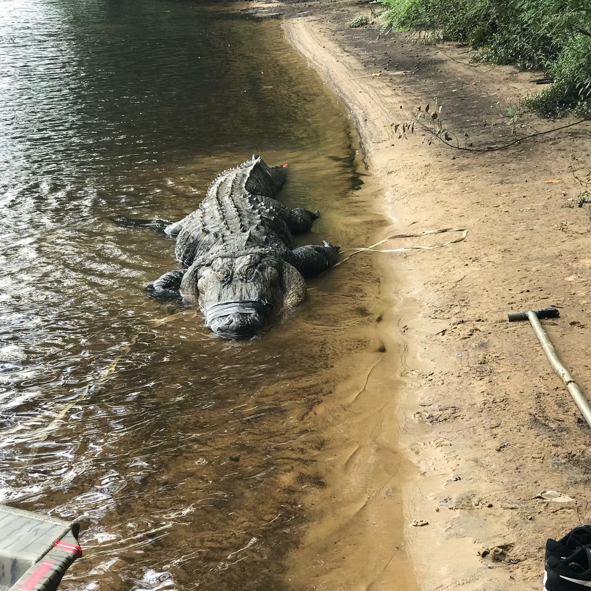 Охотники убили огромного аллигатора в штате Джорджия