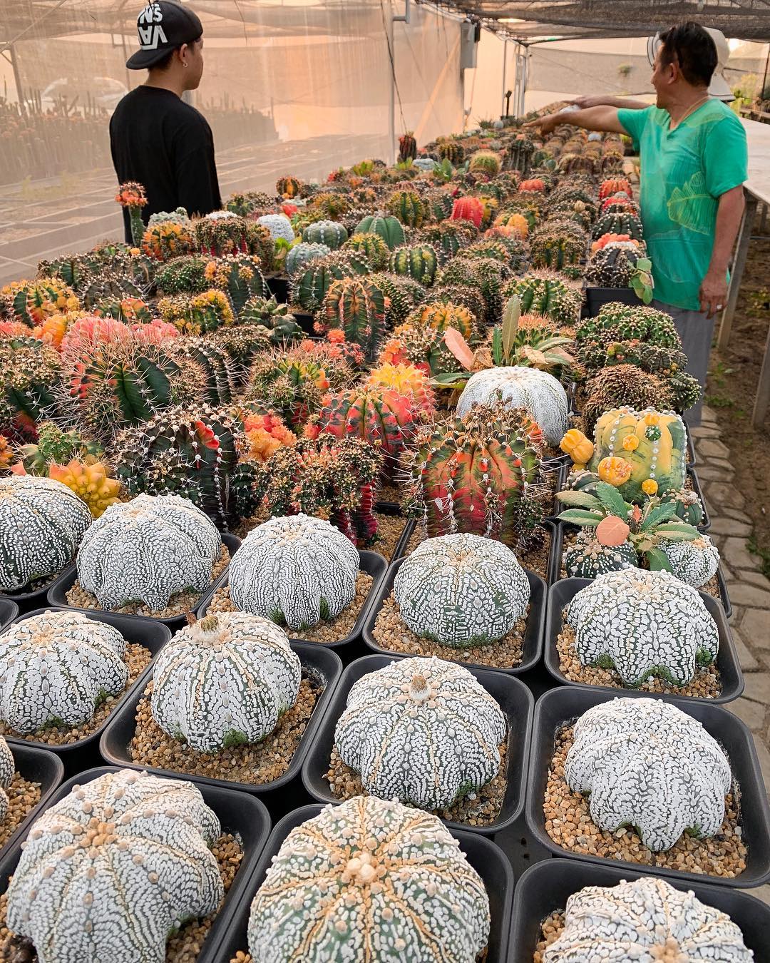 Кактусы и пустынные растения на снимках Ваширапола Дипрома