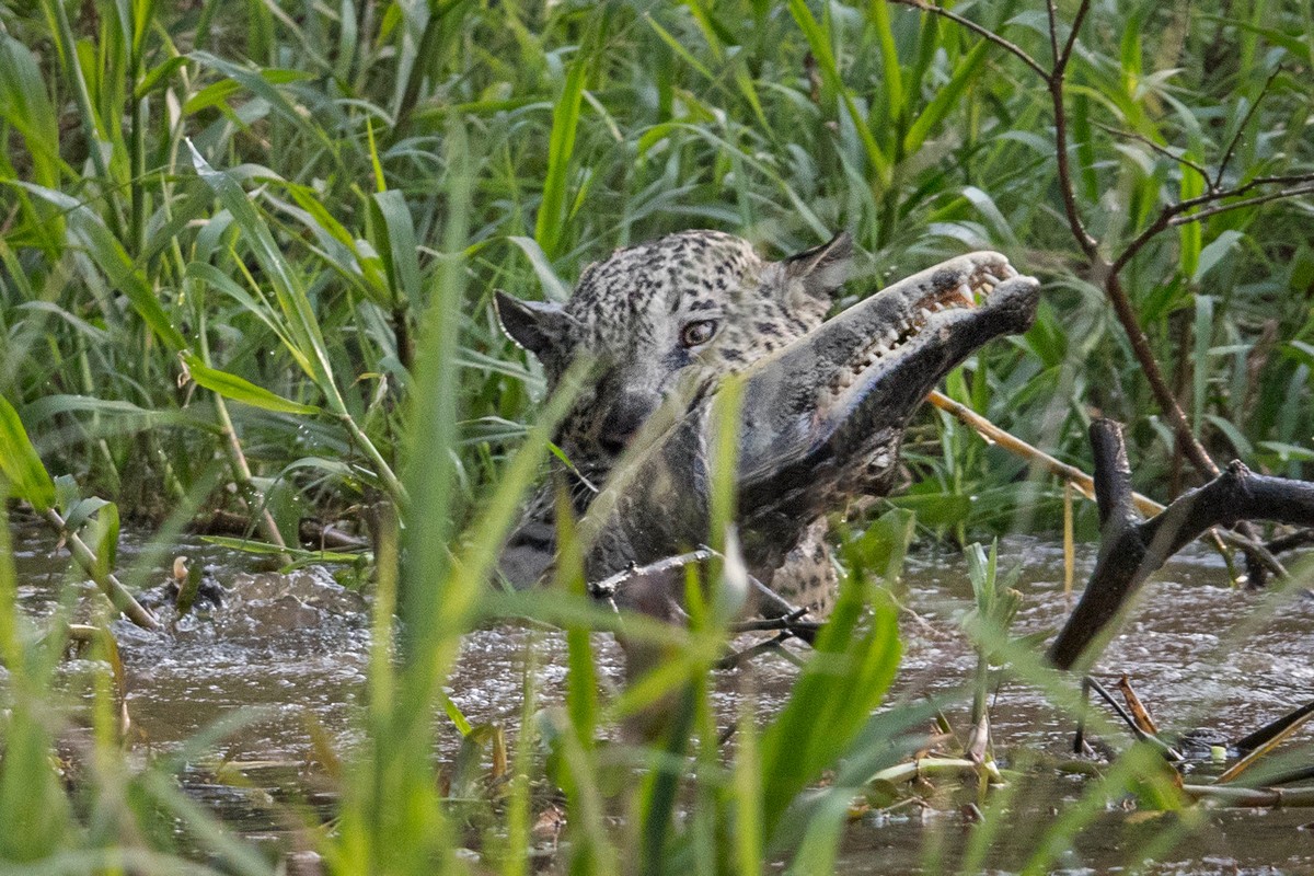 Прыжок ягуара в реку во время охоты на крокодила