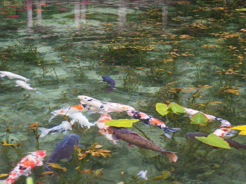 Это не картина Моне, а реальный пруд в Японии