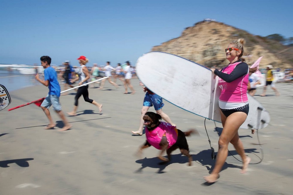Соревнования по серфингу среди собак Top Surf Dog 2019