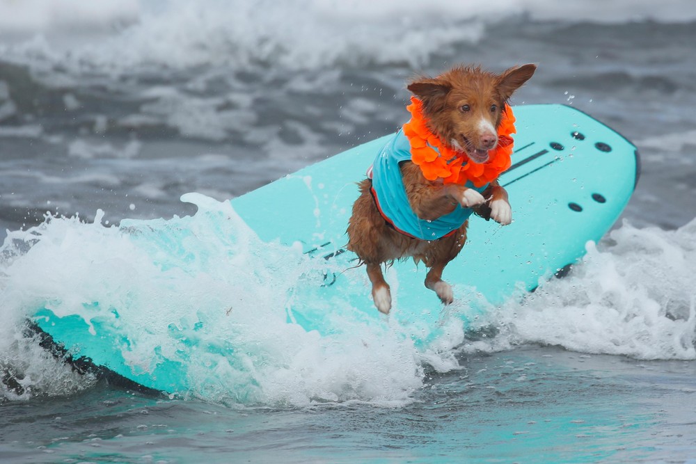 Соревнования по серфингу среди собак Top Surf Dog 2019