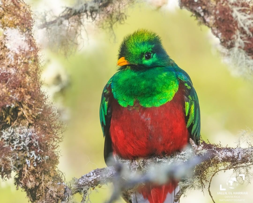 Фотографии красивых птиц от Джалила Эль Харрара
