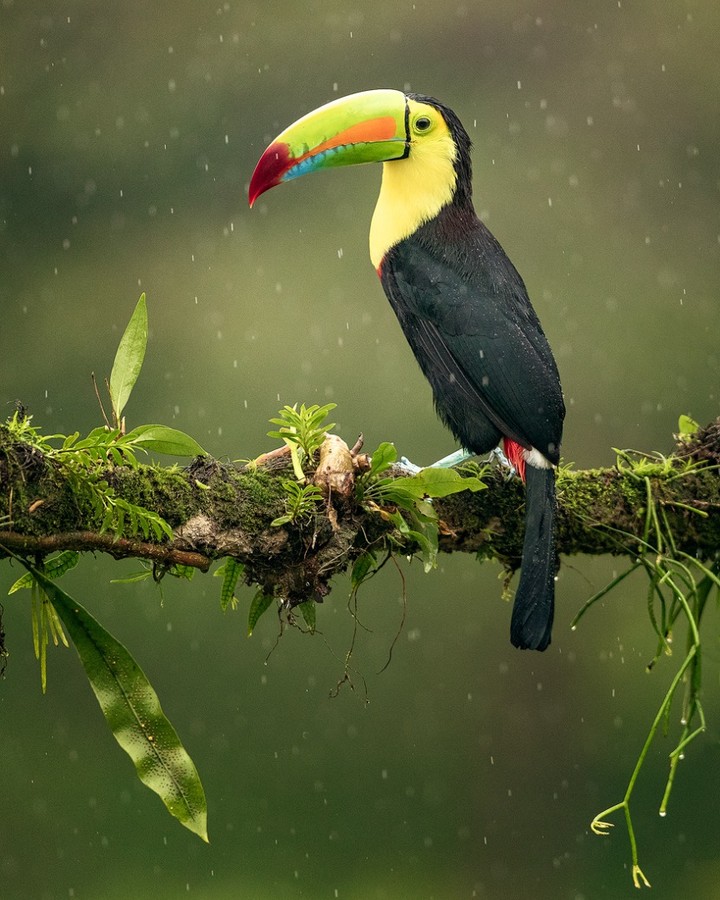 Фотографии красивых птиц от Джалила Эль Харрара