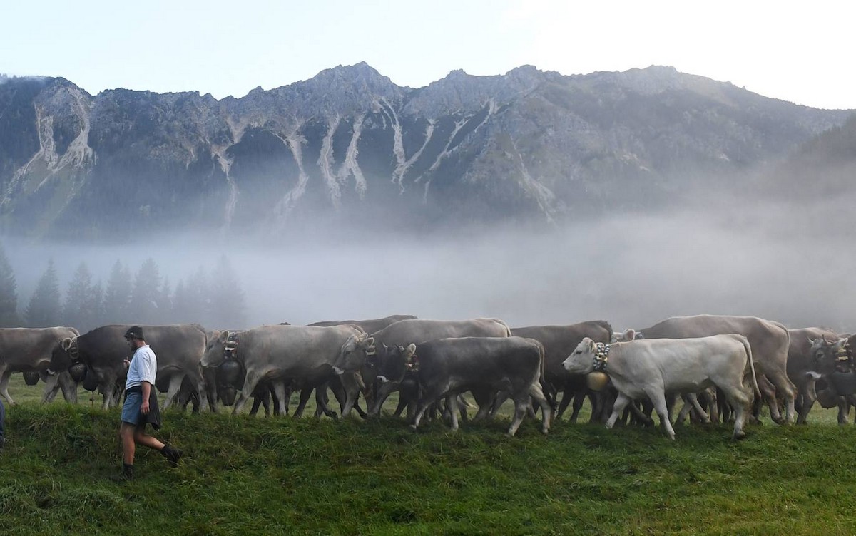 Коровы спускаются с горных пастбищ в Германии