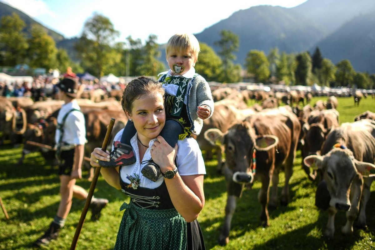 Коровы спускаются с горных пастбищ в Германии