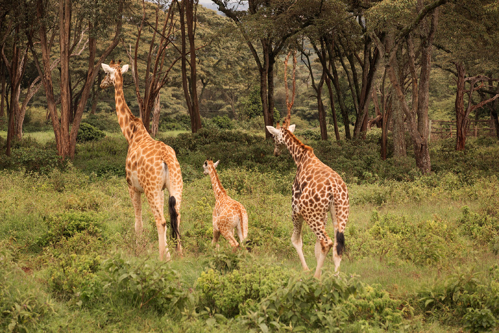 Поесть с жирафами
