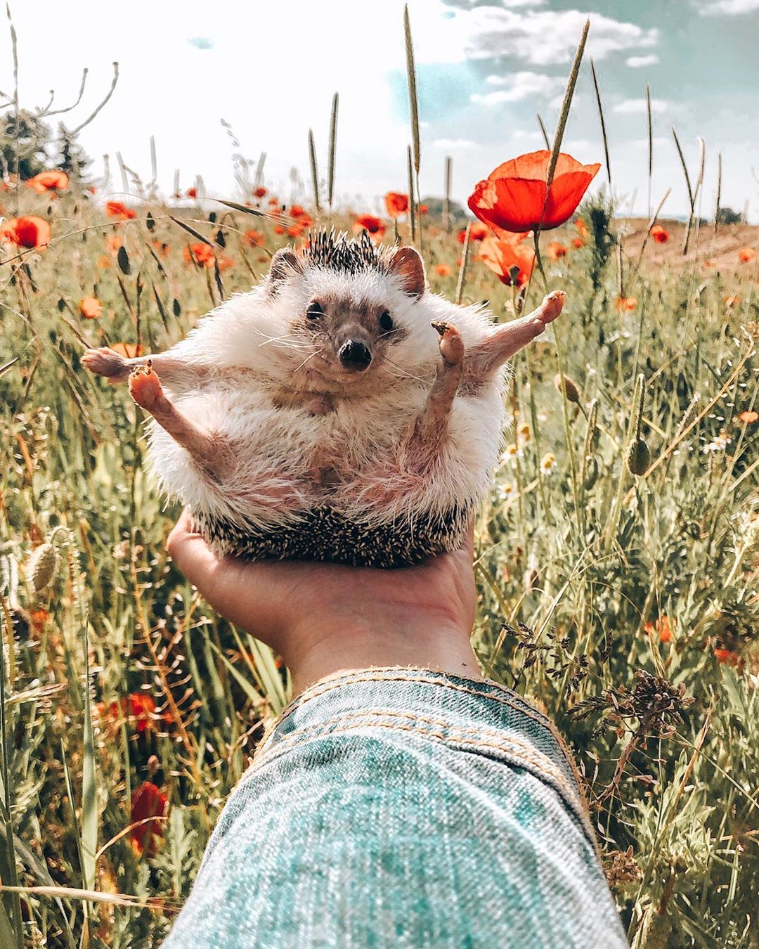 Путешествия самого счастливого ёжика на снимках в Instagram