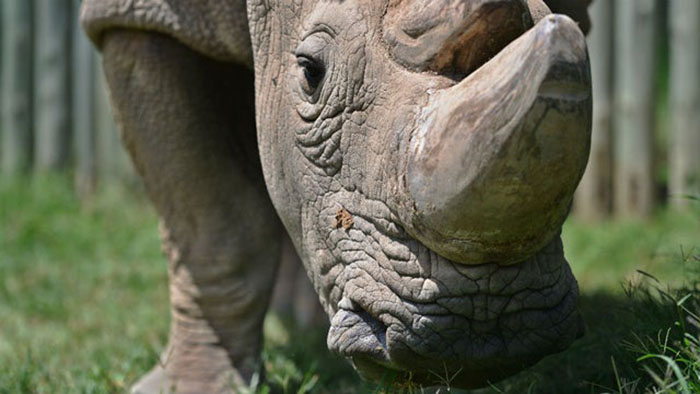Спасение учёными почти исчезнувших белых носорогов