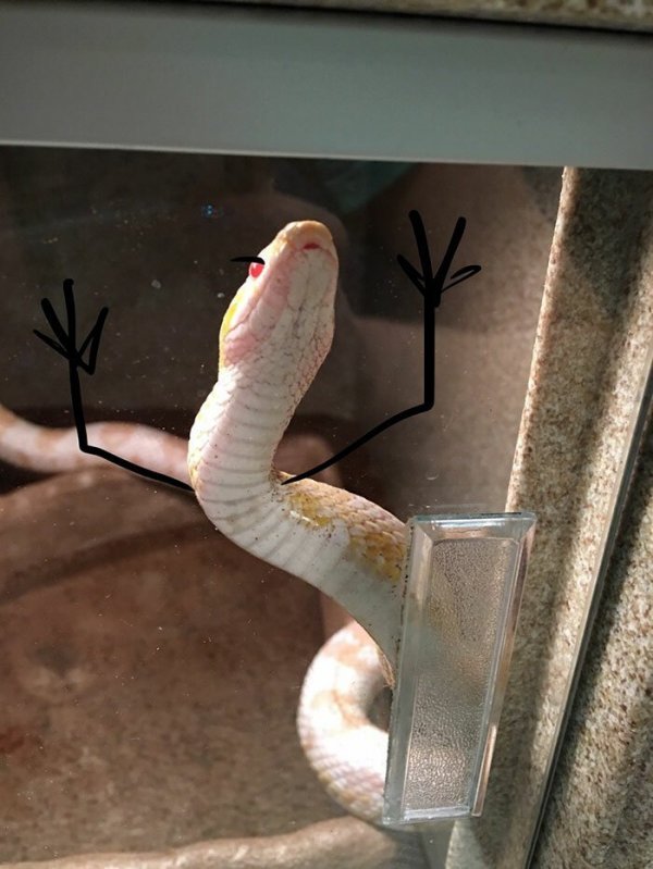 А что, если пририсовать змеям руки?