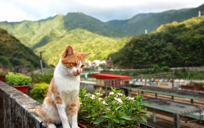 Кошки спасли деревню в Тайване от запустения