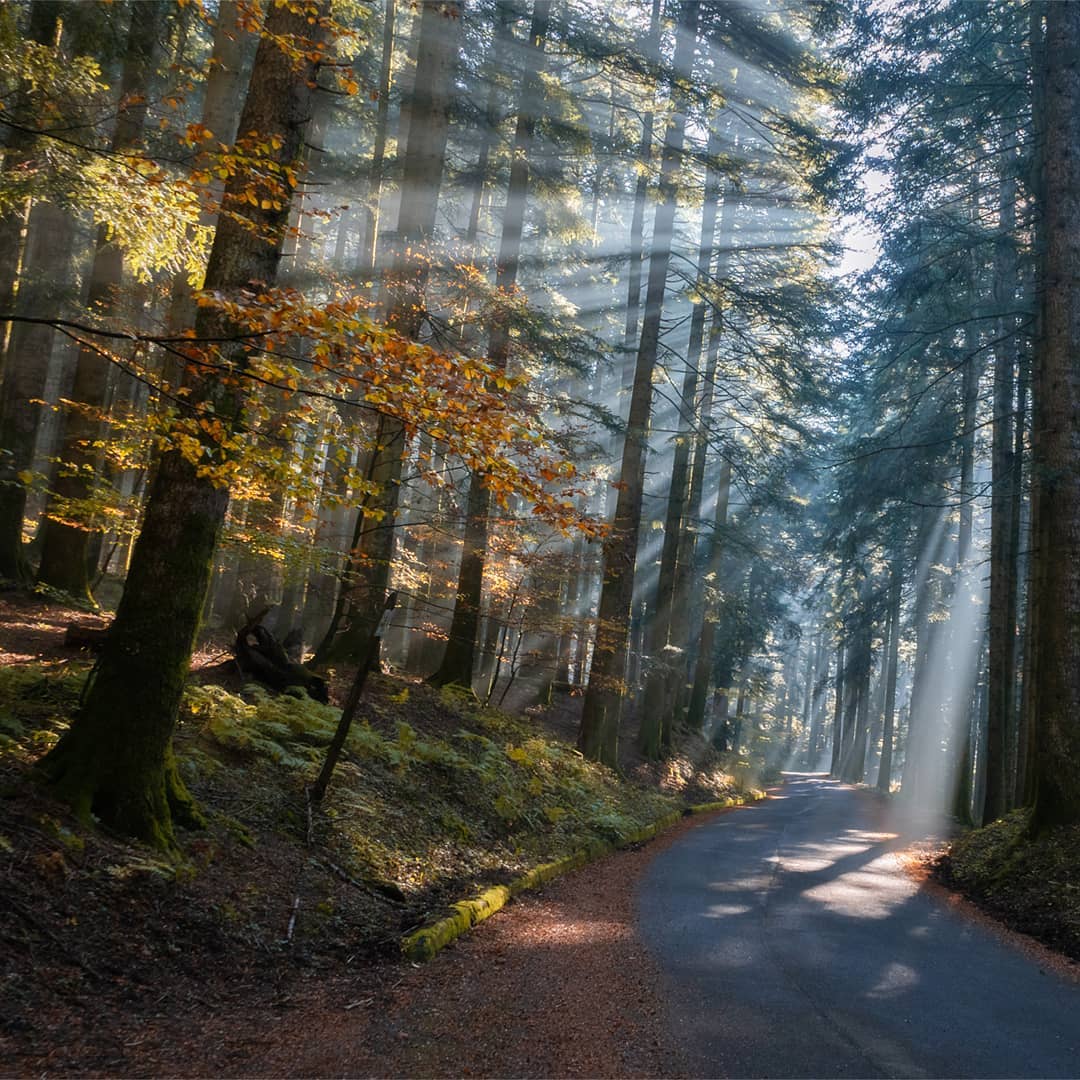 Красота лесов на снимках Мануэло Бечекко