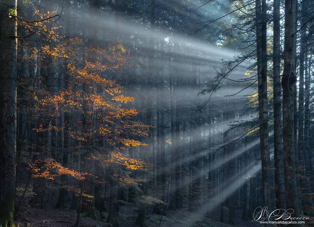 Красота лесов на снимках Мануэло Бечекко