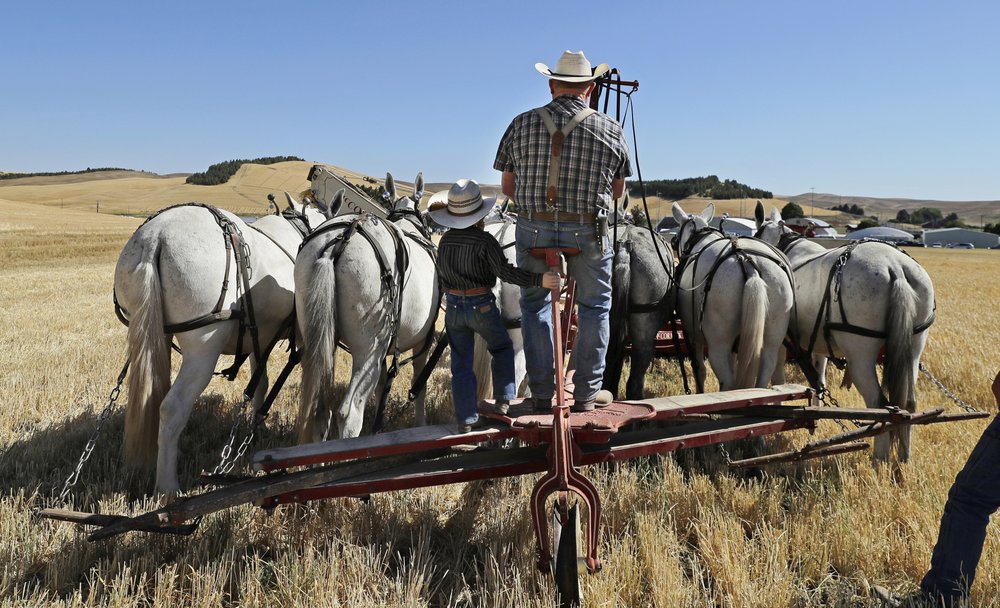 Уборка урожая с помощью упряжек лошадей и мулов в США