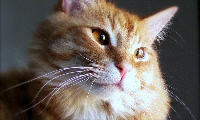 20 интересных фактов о кошках, которые вы могли не знать