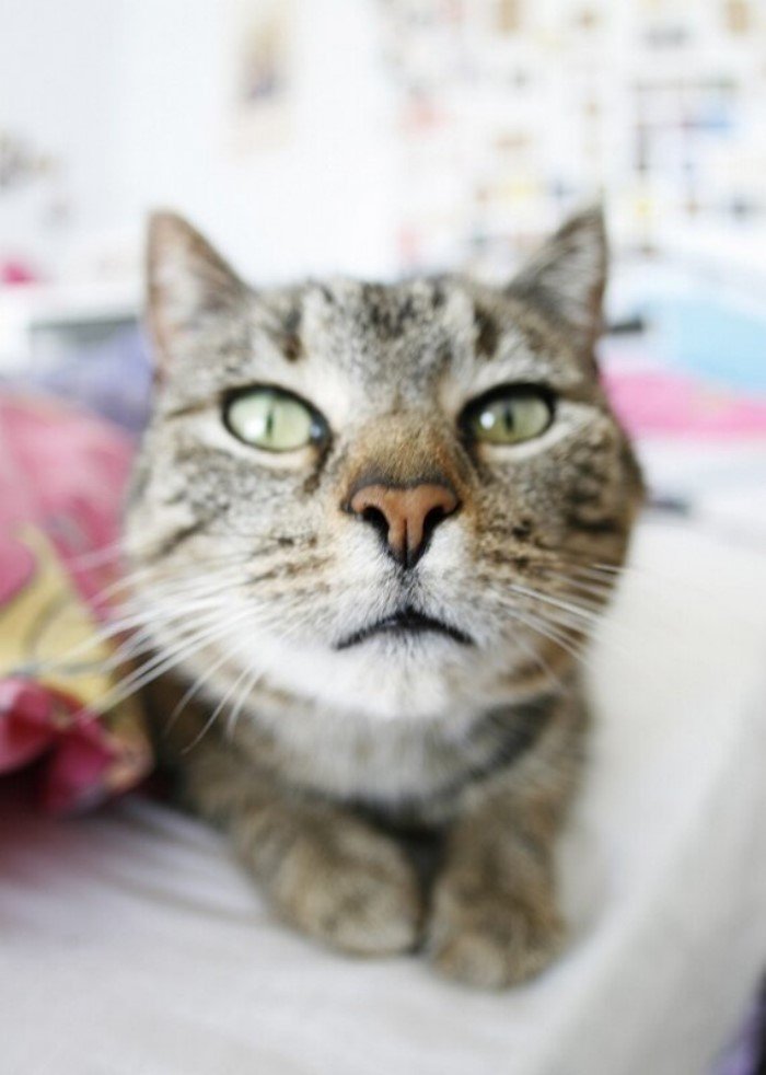 20 интересных фактов о кошках, которые вы могли не знать