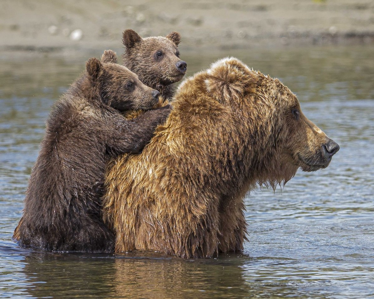 Медведица перевезла медвежат через реку на спине