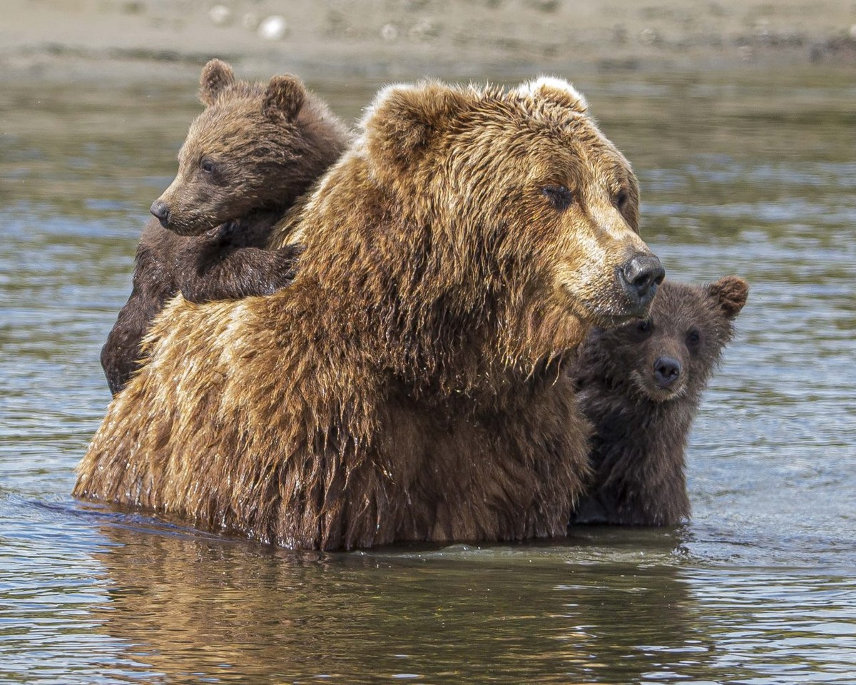 Медведица перевезла медвежат через реку на спине