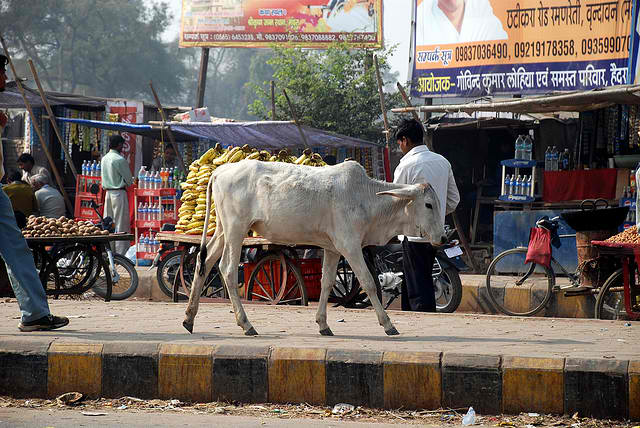 Почему бездомные коровы стали проблемой в Индии